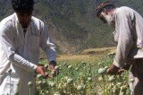 How the UK brings corruption and buys influence in Afghanistan. How the UK brings corruption and buys influence in Afghanistan.